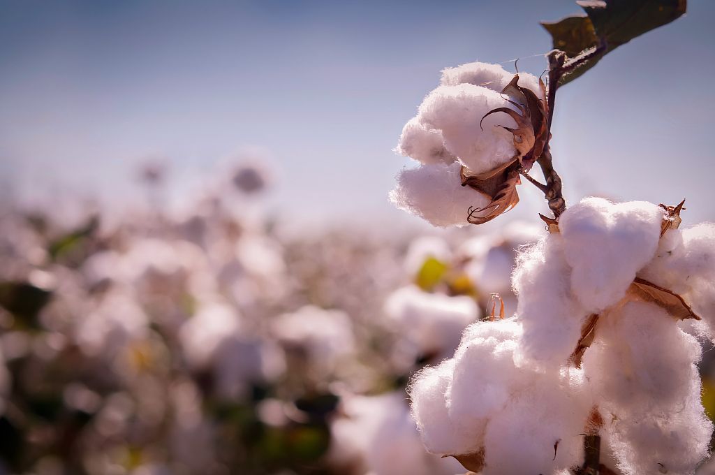 cotton cotton textile.jpg