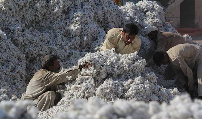 Pakistan cotton.jpg